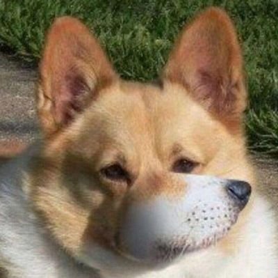 _kawakun_'s profile picture. 🇨🇳🥕绘画速度跟不上更新速度/赛博哑巴/百合好き/谷歌翻译⭕