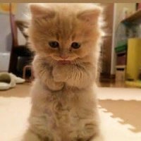 🍁بخت🍁 (@bkht007) 's Twitter Profile