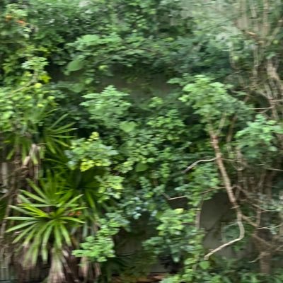 Si5Sg's profile picture. ⬆️