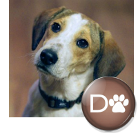 DanielTheBeagle Profile Picture