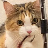 kaju (@kajuboogie) 's Twitter Profile Photo kaju (@kajuboogie) 's Twitter Profile Photo