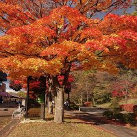 かのと (@hoy3mlhydyf8tnn) 's Twitter Profile