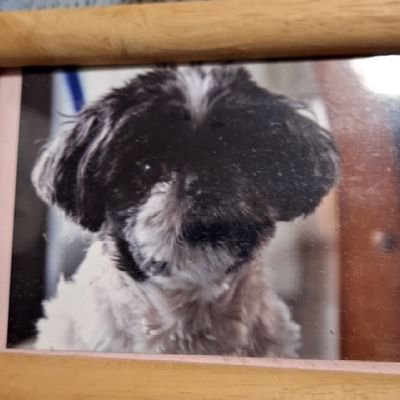 tzu_shih_96's profile picture. 色んな方と友達に成りたいので宜しくお願いします👍