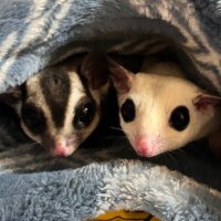 𓄛ヒカモモ🐀 (@hikamomo_29) Twitter profile photo
