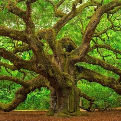 PisumDapibus's profile picture. Bottom feeding bureaucratic parasite