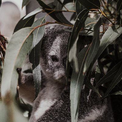 kkooolaa's profile picture. I love things that gets my mind going •