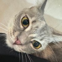 ๐ธ๐ฎ๐ป๐ถ_๐ถ๐ป (@kani_in2) 's Twitter Profile