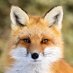 RubberFox84 (@rubberfox84) Twitter profile photo RubberFox84 (@rubberfox84) Twitter profile photo