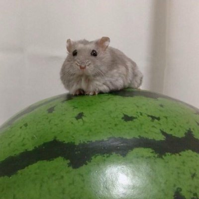hamtinkleさんのプロフィール画像