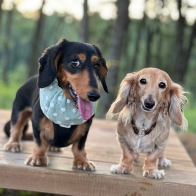 39_cm39's profile picture. ZUTTO👦🏻 2021/5/23🎂/ WINN👵🏻2021/5/1🏠/ HOP 🦎 2024/11/5 🏠#ダックス #フトアゴヒゲトカゲ との暮らし👦🏻👵🏻🦎 #ペットフーディスト