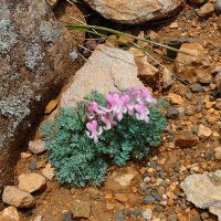 🐢こぶぎ山⛰️ (@geobugi_yama) 's Twitter Profile