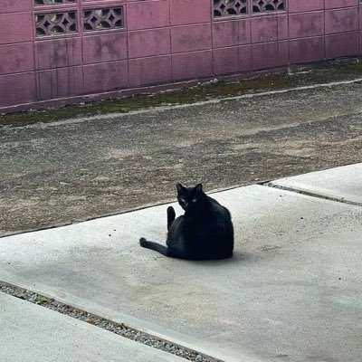 lann_will's profile picture. 