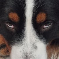 Peter 🪖Vet-Ret🩴 (@assassinsieben) 's Twitter Profile