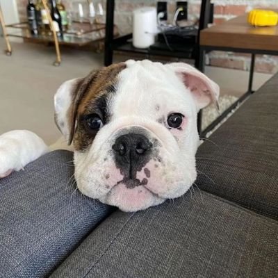 Welcome to @bulldog_love96
We share daily #bulldog contents.
Follow us if you really love bulldogs.