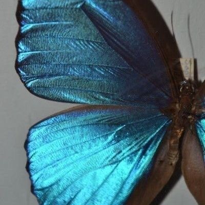 sofimarke's profile picture. de naturaleza compleja