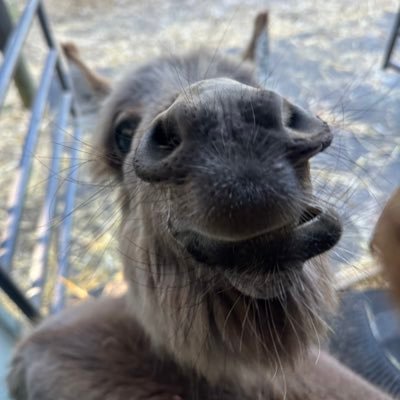 TherealRBritz's profile picture. MAGA/MAHA🇺🇸💯/🫏 loving father and husband! 🚫DM’s