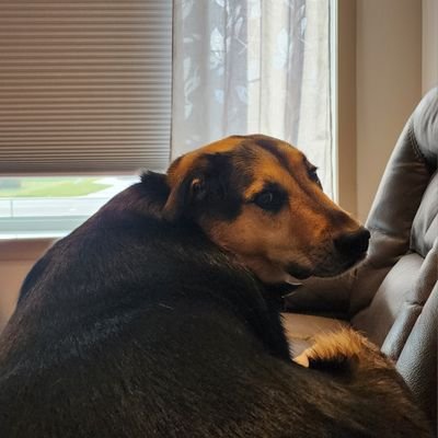 amiereid's profile picture. Teacher & lifelong learner of many subjects & students - currently middle years French Immersion with PVSD on Treaty 4 lands / Regina, SK 🇨🇦.