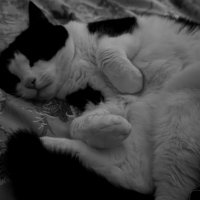 :3 (@mayoitism) 's Twitter Profile