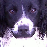 Tammy Quinn - @Tams_dogs Twitter Profile Photo