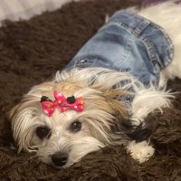Madame Kika (@madame_kika) 's Twitter Profile Photo Madame Kika (@madame_kika) 's Twitter Profile Photo