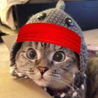 Roaring Shark Cat π¦π± (@deepfuckinocean) 's Twitter Profile Photo Roaring Shark Cat π¦π± (@deepfuckinocean) 's Twitter Profile Photo