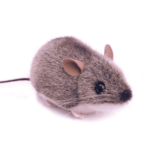 mouse Profile