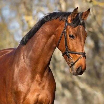 ZhangJu13901783's profile picture. 