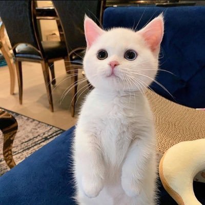 missile's profile picture. 