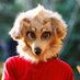 Shaun (@retrievershaun) Twitter profile photo Shaun (@retrievershaun) Twitter profile photo