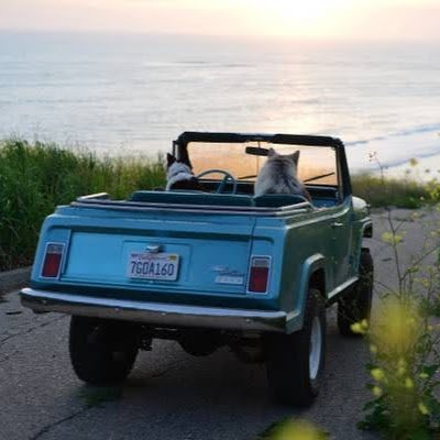 DogRoar121726's profile picture. 