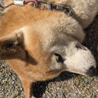 真琴 (@makotchi1114) 's Twitter Profile