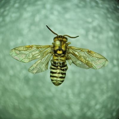Go science! #entomologist #Odonata #Hymenoptera #Guatemala #University #USAC
IG koenigrey20
FB: Edwin Reyes
LinkedIn: https://t.co/zAXPlLBIBn
