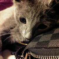 L (@luqy) 's Twitter Profile