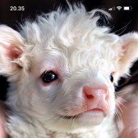 πΌππ‘πͺπ§π€π₯πππ‘π ππ£πππ (@mamaknyarj) 's Twitter Profile