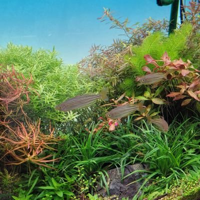 大阪西区の熱帯魚店AWAJIYAのスタッフです🐠 入荷·在庫の情報発信などしていきます🌿 水草、熱帯植物育成が趣味です 皆さまよろしくお願いいたします❗
Baseショップhttps://t.co/8zVePDBcsL
店のホームページ↓