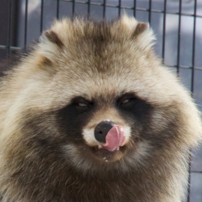 エゾタヌキ協会公式X。エゾタヌキの目立ちすぎない程度の普及啓発とヒグマの鞄持ちが主な業務。多くの業務をコダヌキへ委託してます。#エゾタヌキ協会 #エゾタヌキ