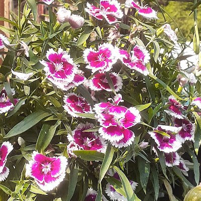 tamang17370's profile picture. 