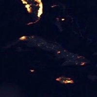 Lisandra Flores-Aldama, PhD (@lisi8810) 's Twitter Profile