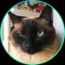 koitsu (@weidai6502) Twitter profile photo koitsu (@weidai6502) Twitter profile photo