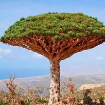 Soneryetenek's profile picture. Yeşili doğayı sevin