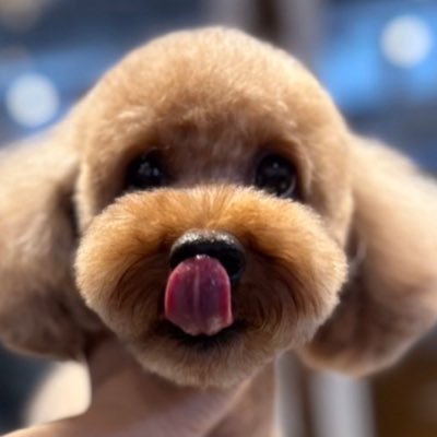 旧アカから移行→@jpjp_h元気なオッサンです🙃趣味中心をポスト📮 釣り(ジギング、フカセ、打ち込み)🎣ONE PIECEフィギュア🏴☠️トイプー🐩コーデックス🌲🔰アガベ🌱🔰無言フォロー失礼します🫢