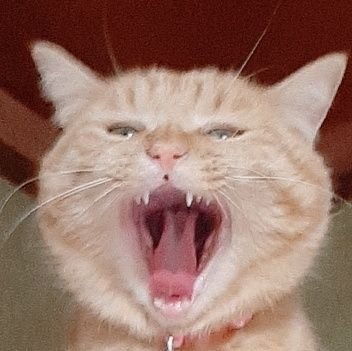 【みけ/推定4才/♀️/みけとら】 【まる(2025.5.8虹の橋へ)/♀️/まるどら】 保護猫2匹の成長記録🐱 無言フォロー失礼します。飼い主は生き物大好きで、生き物アカウントをメインにフォロバしてます。
