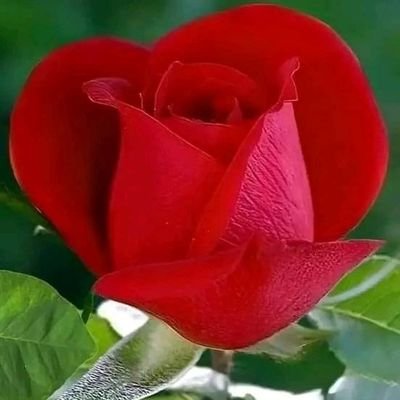 BabaChabane's profile picture. 