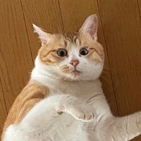 回想32メートル (@part3_) 's Twitter Profile