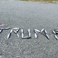 JFCpatriot (@54percenter) 's Twitter Profile Photo JFCpatriot (@54percenter) 's Twitter Profile Photo
