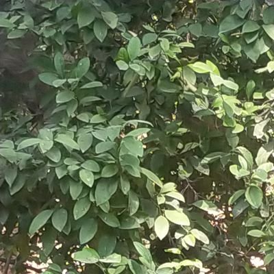 VimalVe99512749's profile picture. Jai Shri Ram