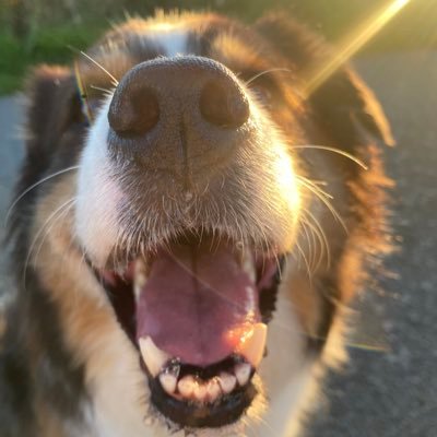 satilleo's profile picture. 