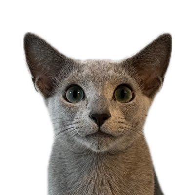 yeveryyy's profile picture. russianblue🫐　♂ 🎂2024.3.14 🏡2024.8.14