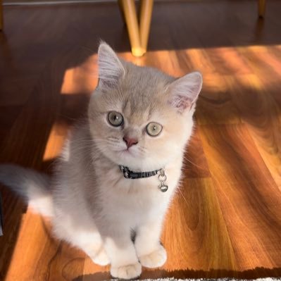 elosssh's profile picture. 