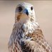 أبوحسام (@hhhsss249) Twitter profile photo أبوحسام (@hhhsss249) Twitter profile photo